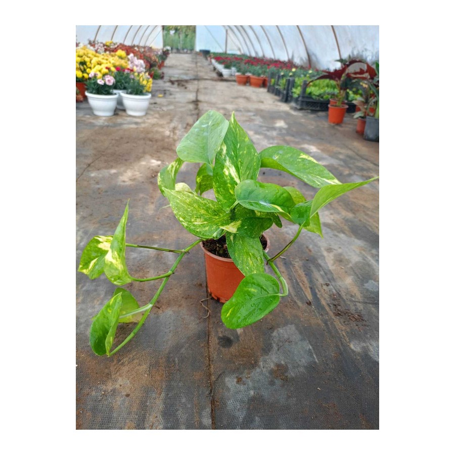 Salon Sarmaşığı Pothos Çiçeği Patos Çiçeği - 25 30 cm Saksıda Canlı Çiçek
