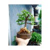 Bonsai Para Ağacı Dekoratif Saksıda