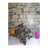 Tradescantia Zebrina Askılı Telgraf Çiçeği Yerli ( Canlı Bitki )