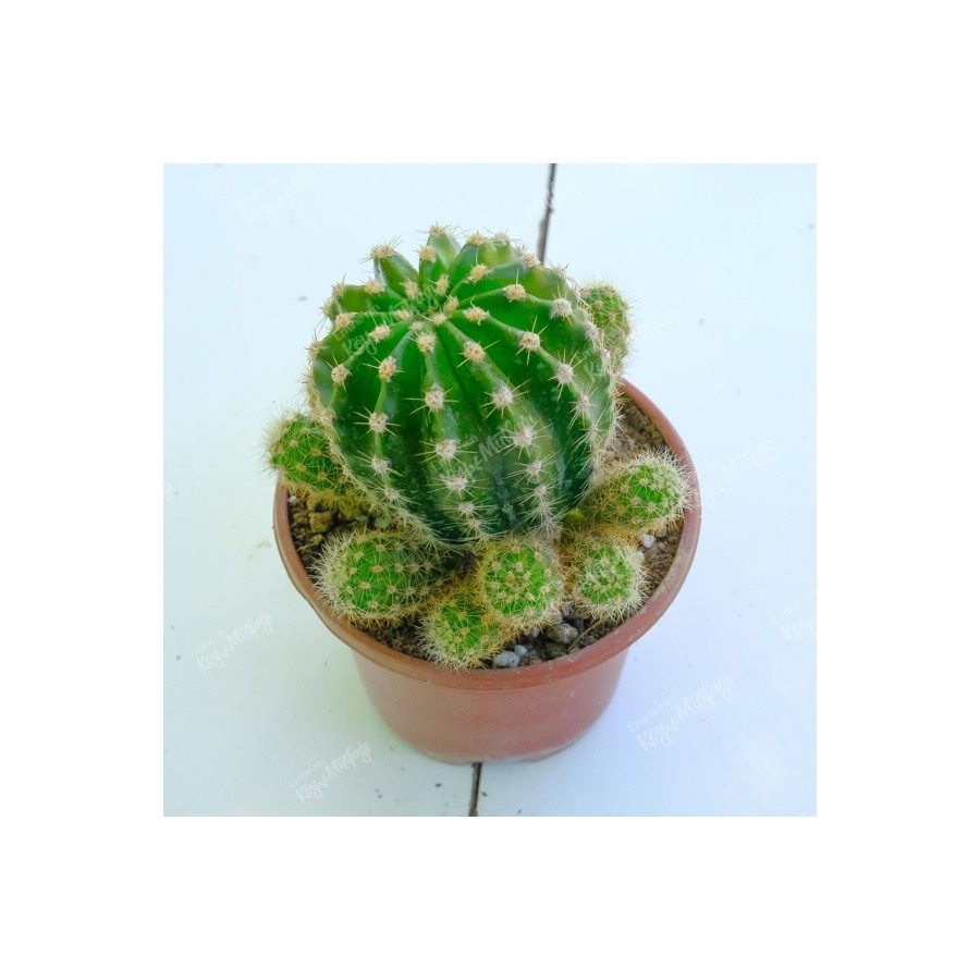 Echinopsis Oxygona Kaynana Topuzu 5,5 Cm Saksılı Kaktüs