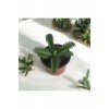 Aşkın Gözyaşı Çiçeği - (Kalanchoe Daigremontiana) Saksılı Bitki