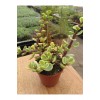 Portulacaria Afra Variegata Sukulent Alacalı Fil Azığı