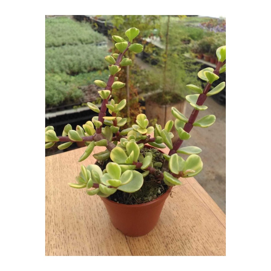 Portulacaria Afra Variegata Sukulent Alacalı Fil Azığı