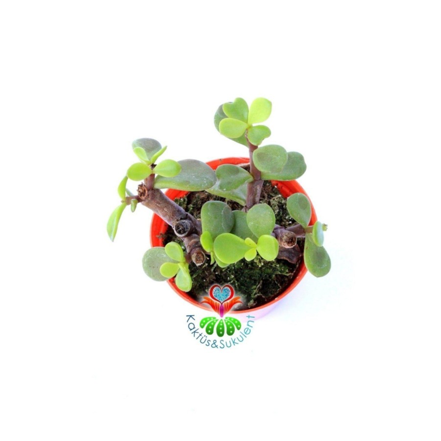 Carbon Temizleyici Bonsai, Portulacaria Afra- Minik Yeşil Yapraklı-bonsai-yeşim Ağacı-5,5 Cm Saksı