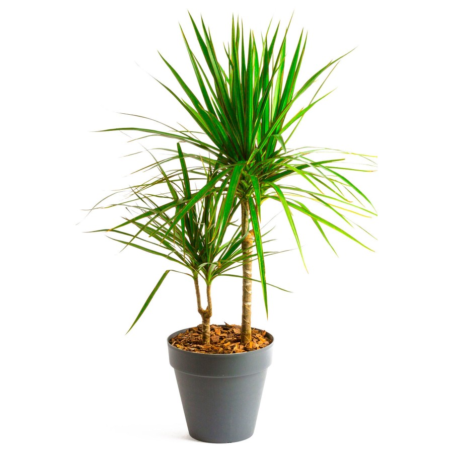 Gri Saksıda 2 Dal Dracaena Marginata