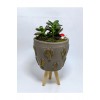 Dekoratif Desenli Saksıda Crassula