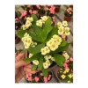 Hollanda Kökenli Mısır Patlağı Dikenler Tacı (Euphorbia milii)
