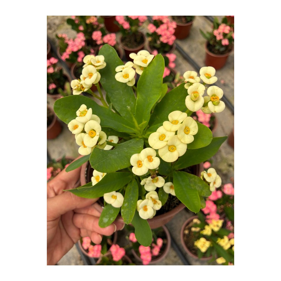 Hollanda Kökenli Mısır Patlağı Dikenler Tacı (Euphorbia milii)