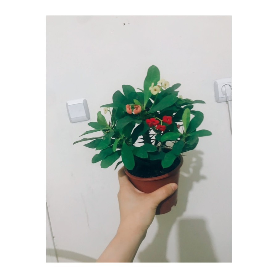 Euphorbia Milli Dikenler Tacı Euphorbia Milli Dikenler Tacı