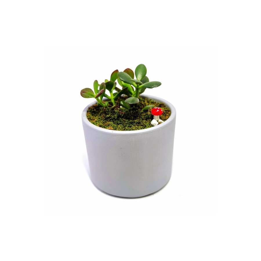Dekoratif Desenli Saksıda Crassula