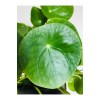 Pilea Peperomioides - Çin Para Ağacı - Ev Ofis Salon Iç Mekan Bitkisi - Saksı Çapı 12 Cm