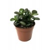 Sukulent Para Ağacı Şans Ağacı Crassula Ovata 10-20 cm