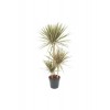 Dracaena Marginata Bicolor 2 Gövdeli