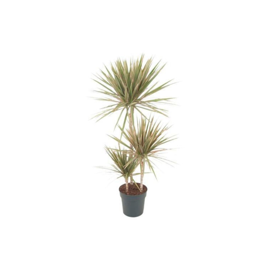 Dracaena Marginata Bicolor 2 Gövdeli