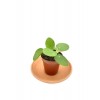 Pilea Peperomioides Çin Para Bitkisi Çap 5.5cm