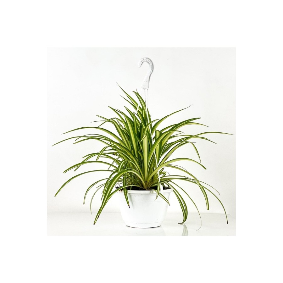 Kurdele Çiçeği Askılı Saksıda Chlorophytum Comosum ''air Fresh Bitkisi''