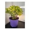 Sukulent Crassula Ovata Para Çiçeği