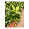 Difenbahya Camilla (Dieffenbachia seguine ‘Camille’)
