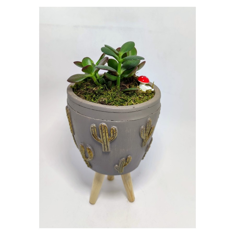 Dekoratif Desenli Saksıda Crassula