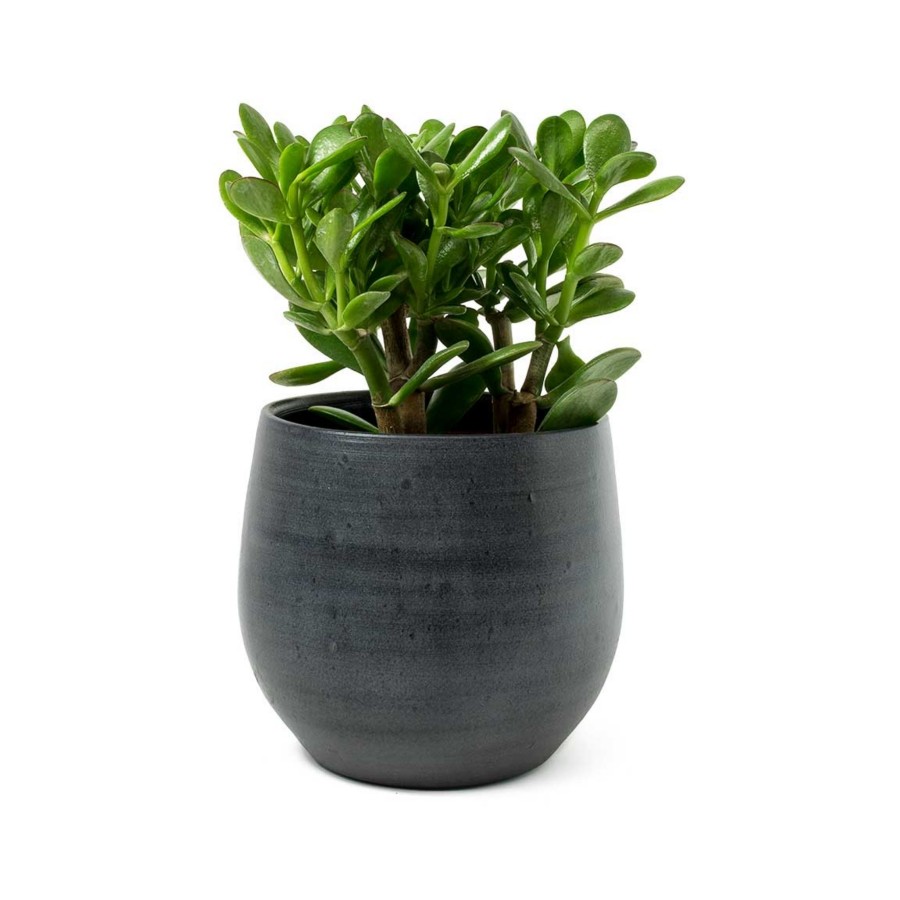Taş Saksıda Para Çiçeği Crassula Ovata Şans ve Bereket Çiçeği