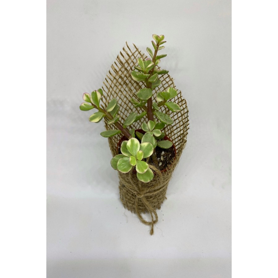Portulacaria Afra Variegata Sukulent