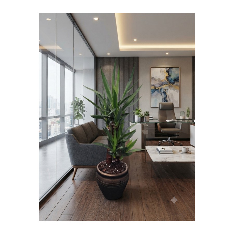 Yucca canlı hediyelik 105cm Salon-Ev-ofis Bitkisi ve özel Saksı Çap:25cm Yükseklik:23cm