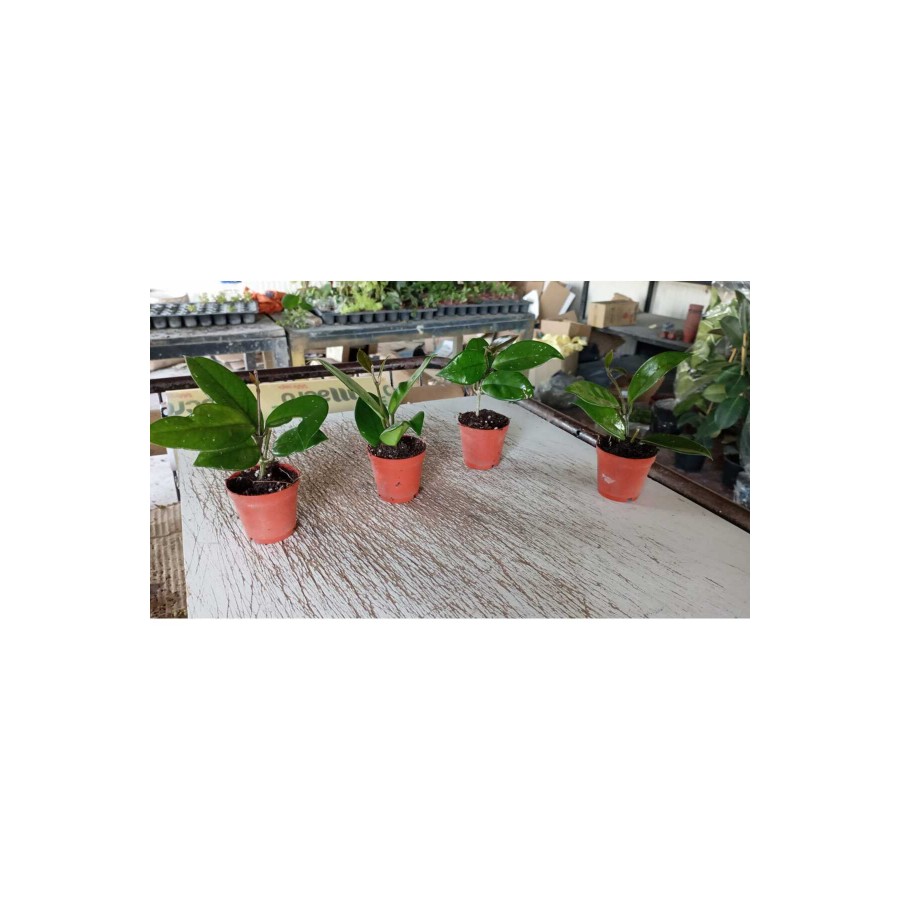 Şeftali Pembesi Yıldız Mum Çiçeği - Hoya Pubicalyx 'Pink Silver' Şeftali Pembesi Yıldız Mum Çiçeği - Hoya Pubicalyx 'Pink Silver'