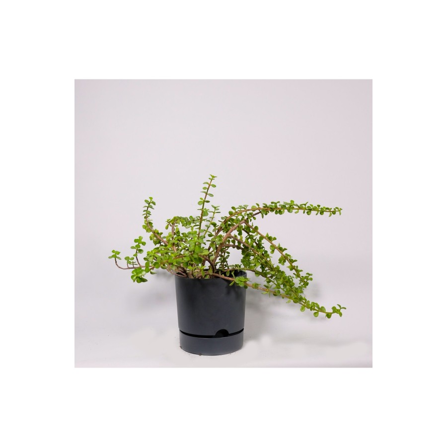 Crassula Ovata-para Çiçeği