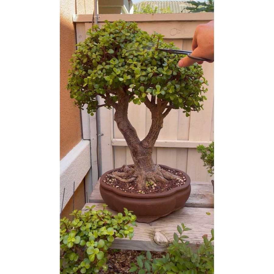 Dev bonsai 22 yaş