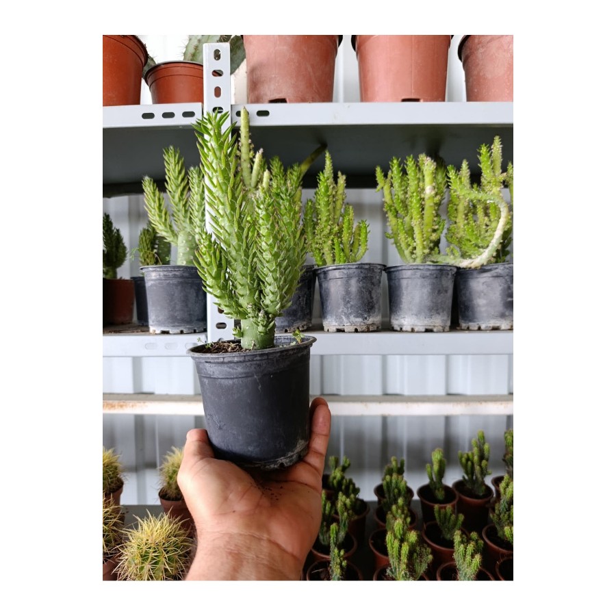 Opuntia Subulata Kaktüs Büyük Boy 10,5cm Saksıda