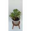 Para Çiçeği (CRASSULA OVATA)