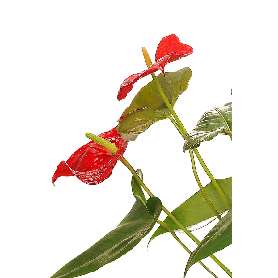 Antoryum-anthurium-flamingo Çiçeği.