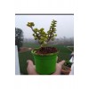 Bonsai Para Ağacı Fidanı 8.5 Saksıda 15-20 cm