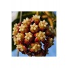 Sonbahar Kızılı Mum Çiçeği (Hoya carnosa 'Autumn Blaze')