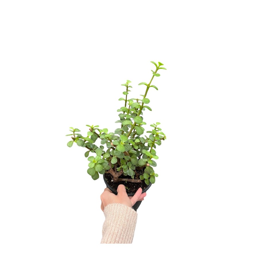 crassula ovata (para ağacı)