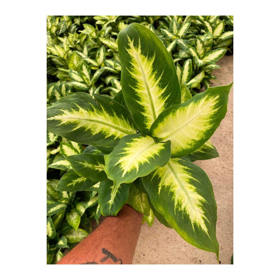 Difenbahya Camilla (Dieffenbachia seguine ‘Camille’)