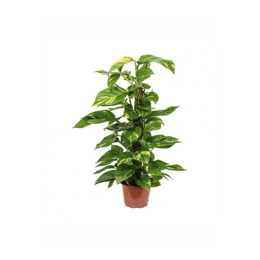 Sopalı Patos Salon Sarmaşığı- 60 Cm -iç Mekan Salon Ofis Bitkisi Sopalı Patos Salon Sarmaşığı- 60 Cm -iç Mekan Salon Ofis Bitkisi