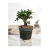 Şans ağacı bonsai