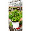 Beyaz Dikenler Tacı Euphorbia Milii Canlı Çiçekli Bitki – Dolgun Büyük Boy 35 cm