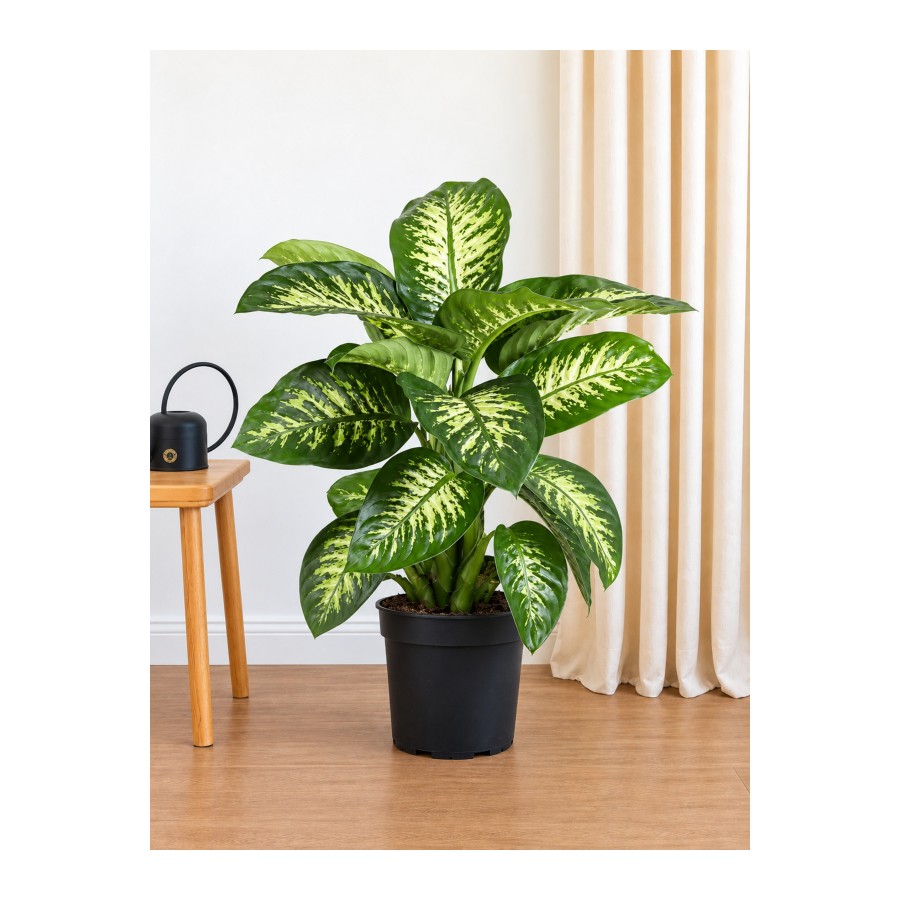 Difenbahya (Ağlayan Çiçek-Dieffenbachia Tropik)