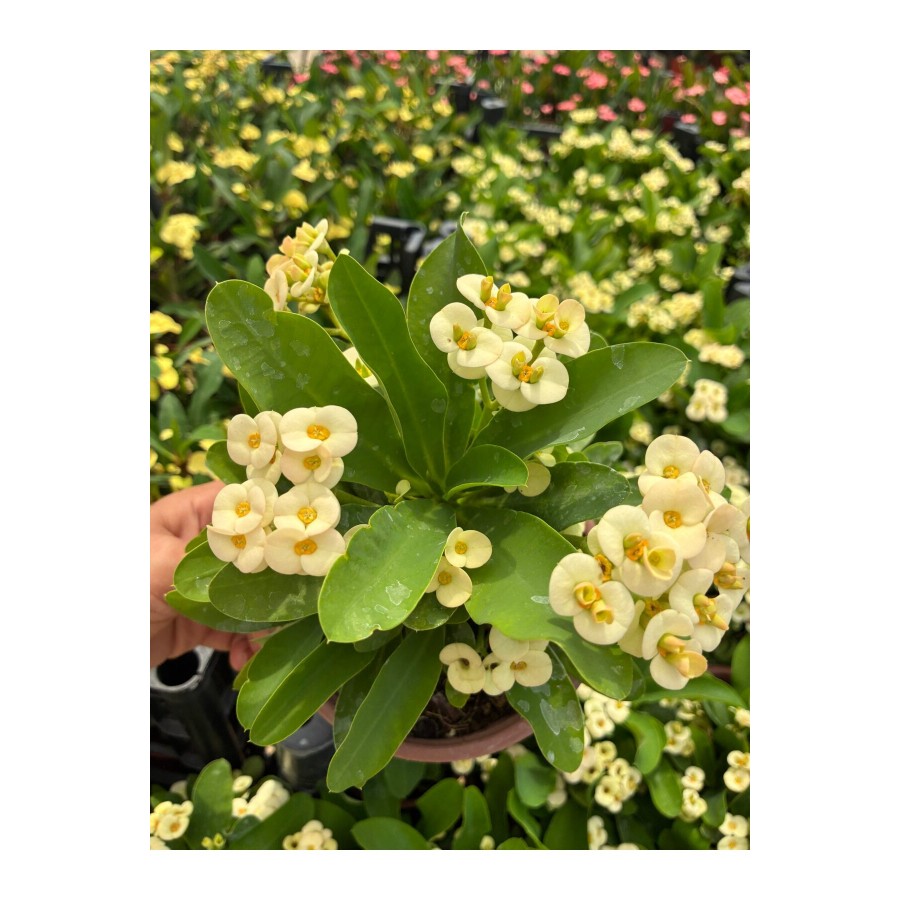 Hollanda Kökenli Mısır Patlağı Dikenler Tacı (Euphorbia milii)