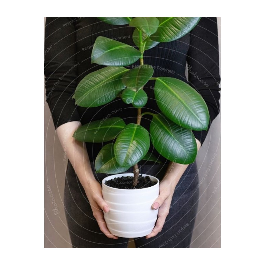 Kauçuk Ağacı Ficus Elastica Seramik Saksıda