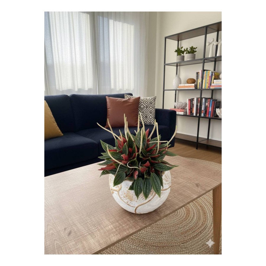 Dekoratif Saksı da Peperomia caperata 'Rosso' Bitkisi Dekoratif Saksı da Peperomia caperata 'Rosso' Bitkisi