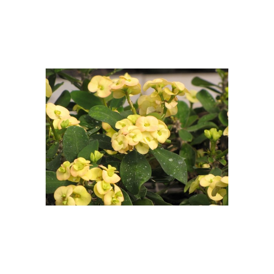 1 Adet Sarı Dikenler Tacı (euphorbia Milli) 1 Adet Sarı Dikenler Tacı (euphorbia Milli)
