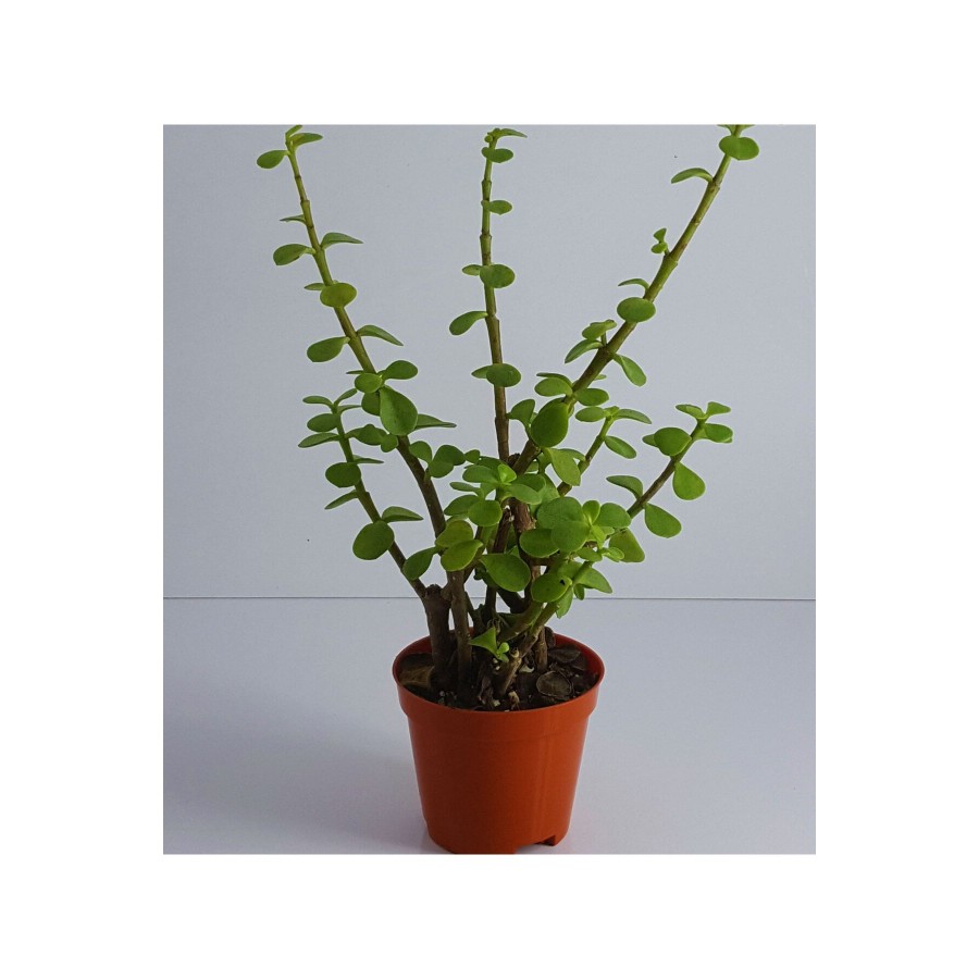 Yeşim (para) Çiçeği (20-40 Cm)