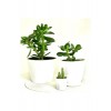 Para Çiçeği (CRASSULA OVATA)