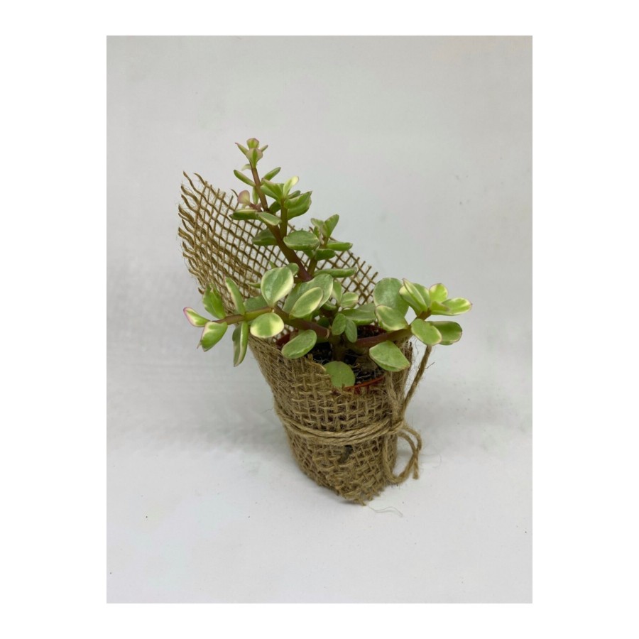 Portulacaria Afra Variegata Sukulent