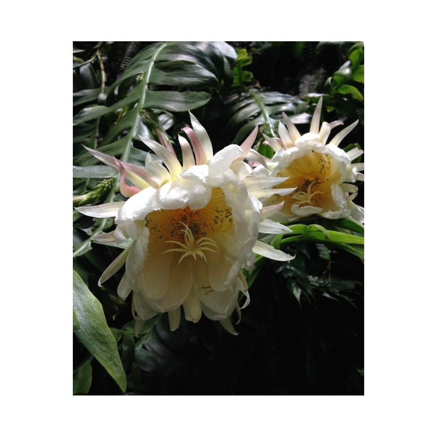 Epiphyllum Chrysocardium Atlas Çiçeği Epiphyllum Chrysocardium Atlas Çiçeği