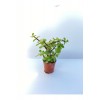 Kaktüs&sukulent Portulacaria Afra Diğer Adıyla Para Çiçeği