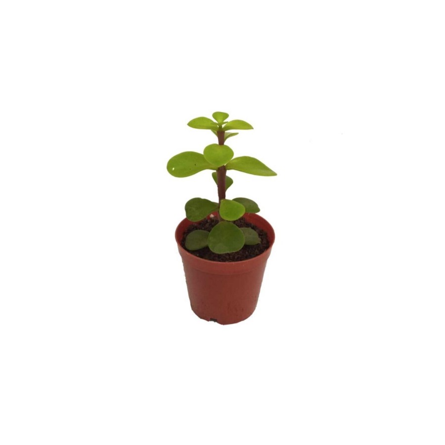 Crassula Portulacaria Afra  5,5 cm Saksıda